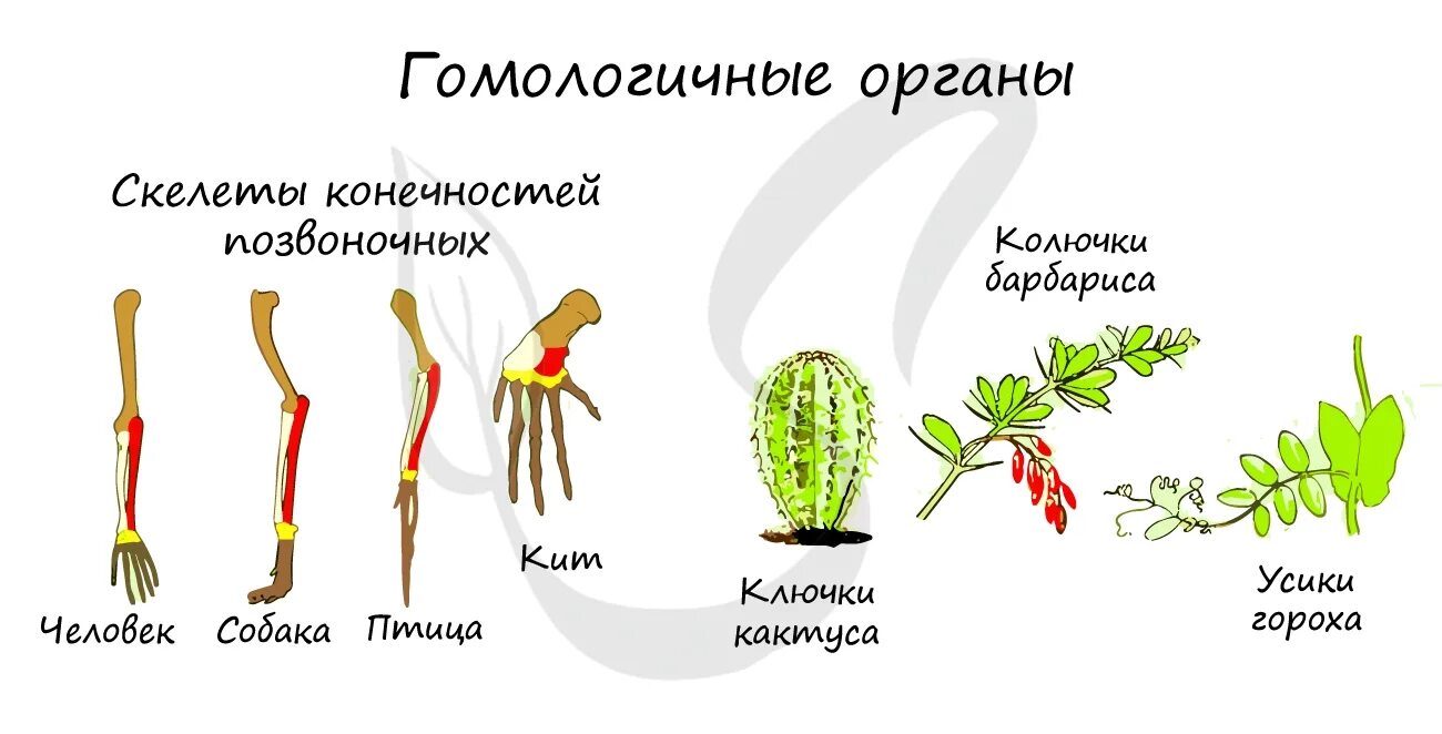 Примеры растений и животных Презентация для 3 класса "Зона лесов" к уроку "Окружающий мир"