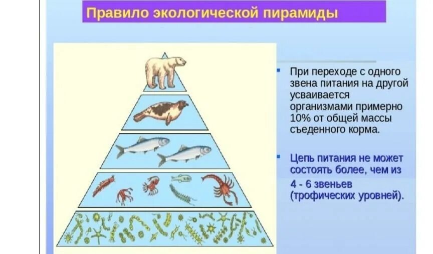 Экологическая пирамида правило 10 процентов. Экологическая пирамида Элтона. Правило экологической пирамиды Линдемана. Экологические пирамиды правило 10.