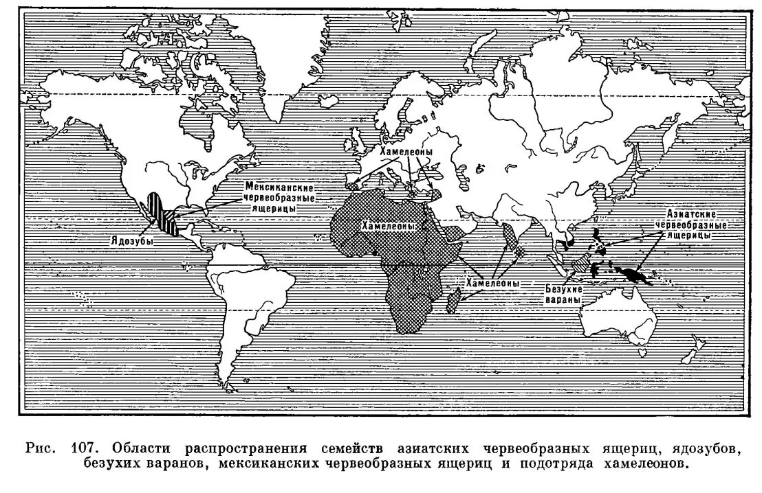 Ареал обитания ящериц. Распространение ящериц карта. Карта обитания ящериц. Ареал обитания ящериц карта.