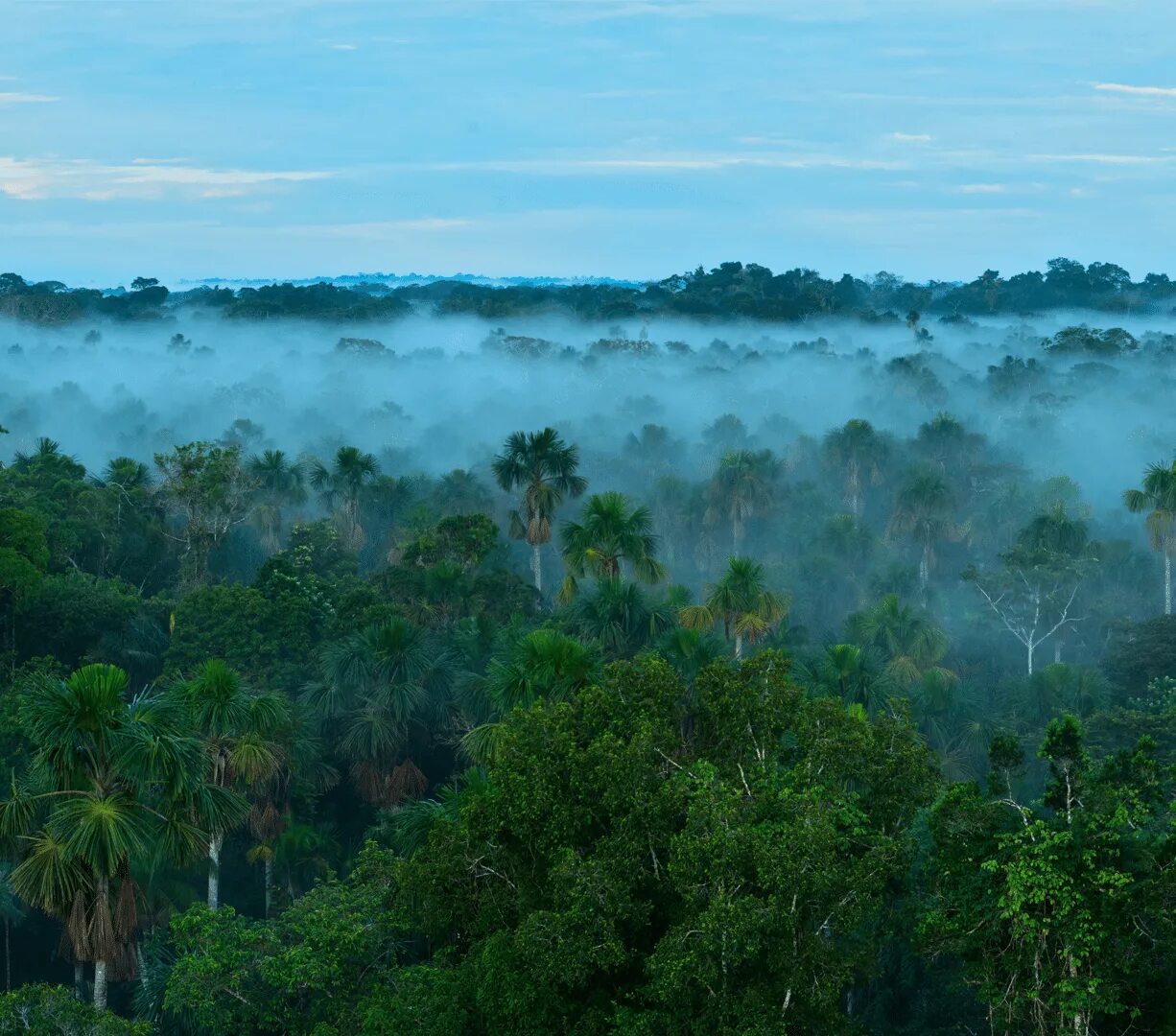 Дождевые леса Амазонии пекарь. Тропический лес. Леса Амазонии. Джунгли Амазонии климат.