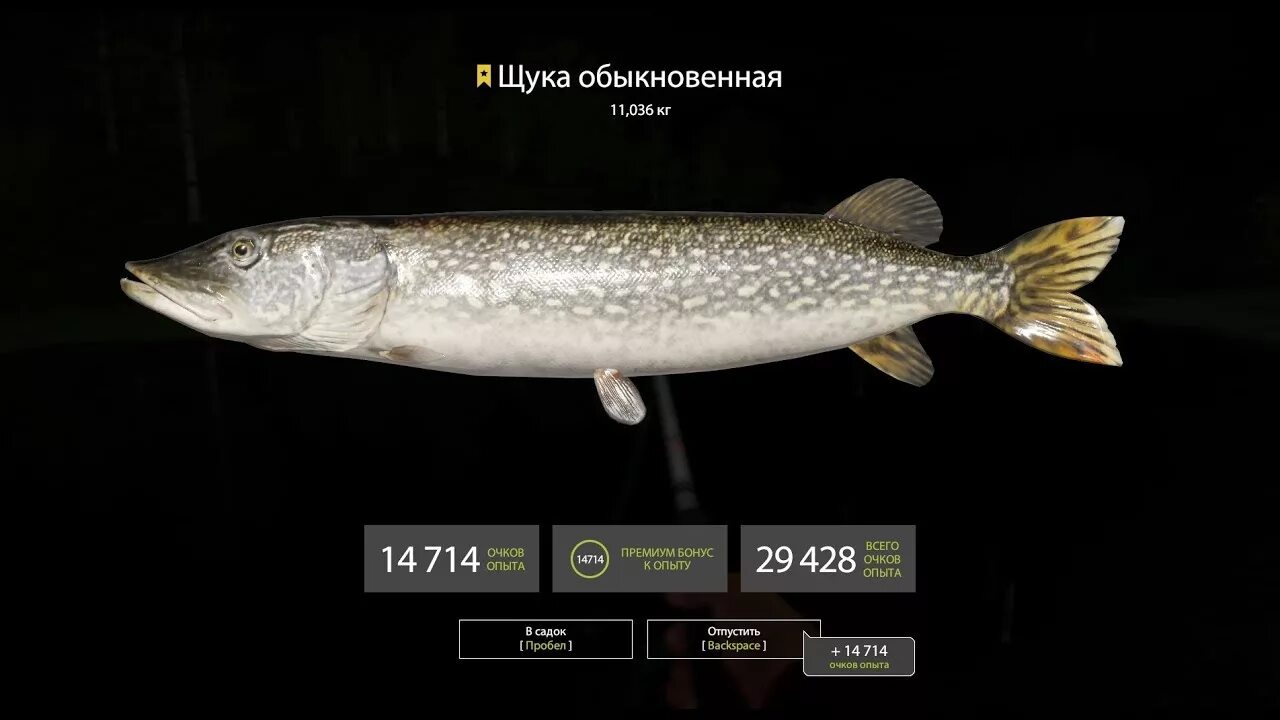 Русская рыбалка 4 собираем. Русская рыбалка 4 щука. Трофей щуки рр4. Russian Fishing 4 трофейная щука.