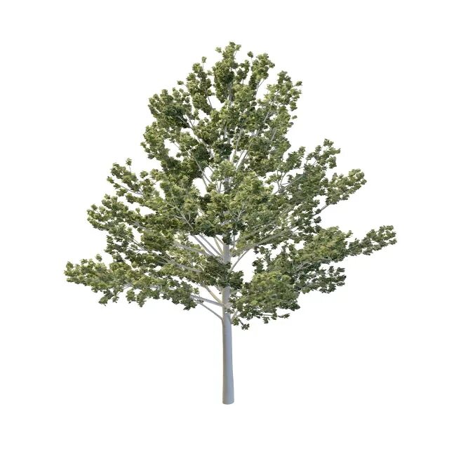Max tree. Деревья в 3ds max. aspen trees модель. липа дерево модель 3ds max. дерево осина для 3d.