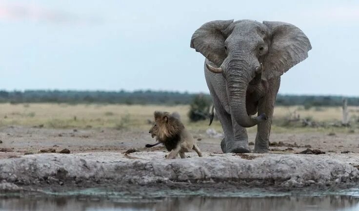 Фото слона и льва Pin by Davidwagnerdavid on ANIMALS Baby animals super cute, Animals wild, Lion h