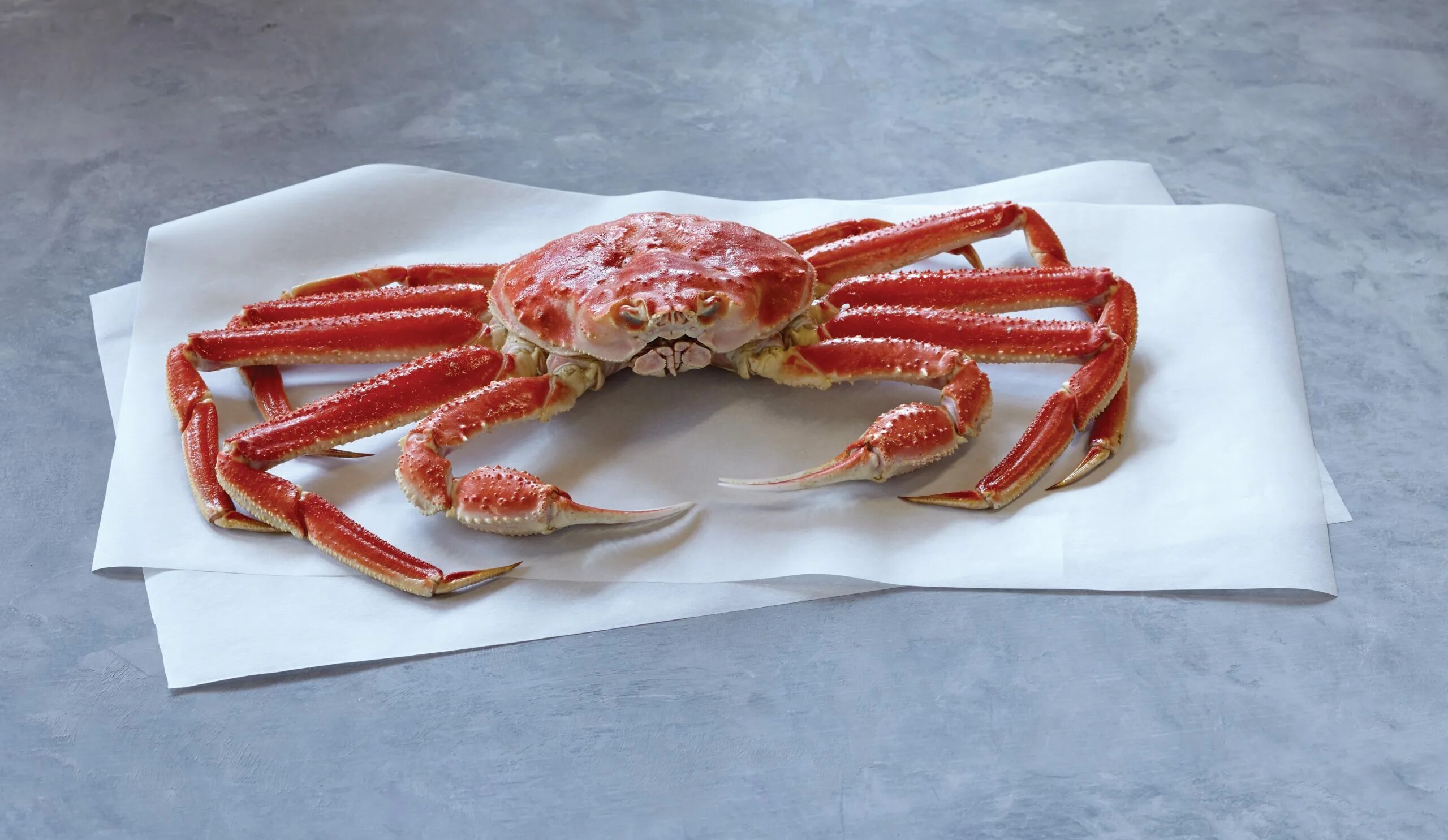 Краб купить в нижнем. Opilio Snow Crab. Краб Арлекин. Краб Стригун живой. Краб Стригун опилио.