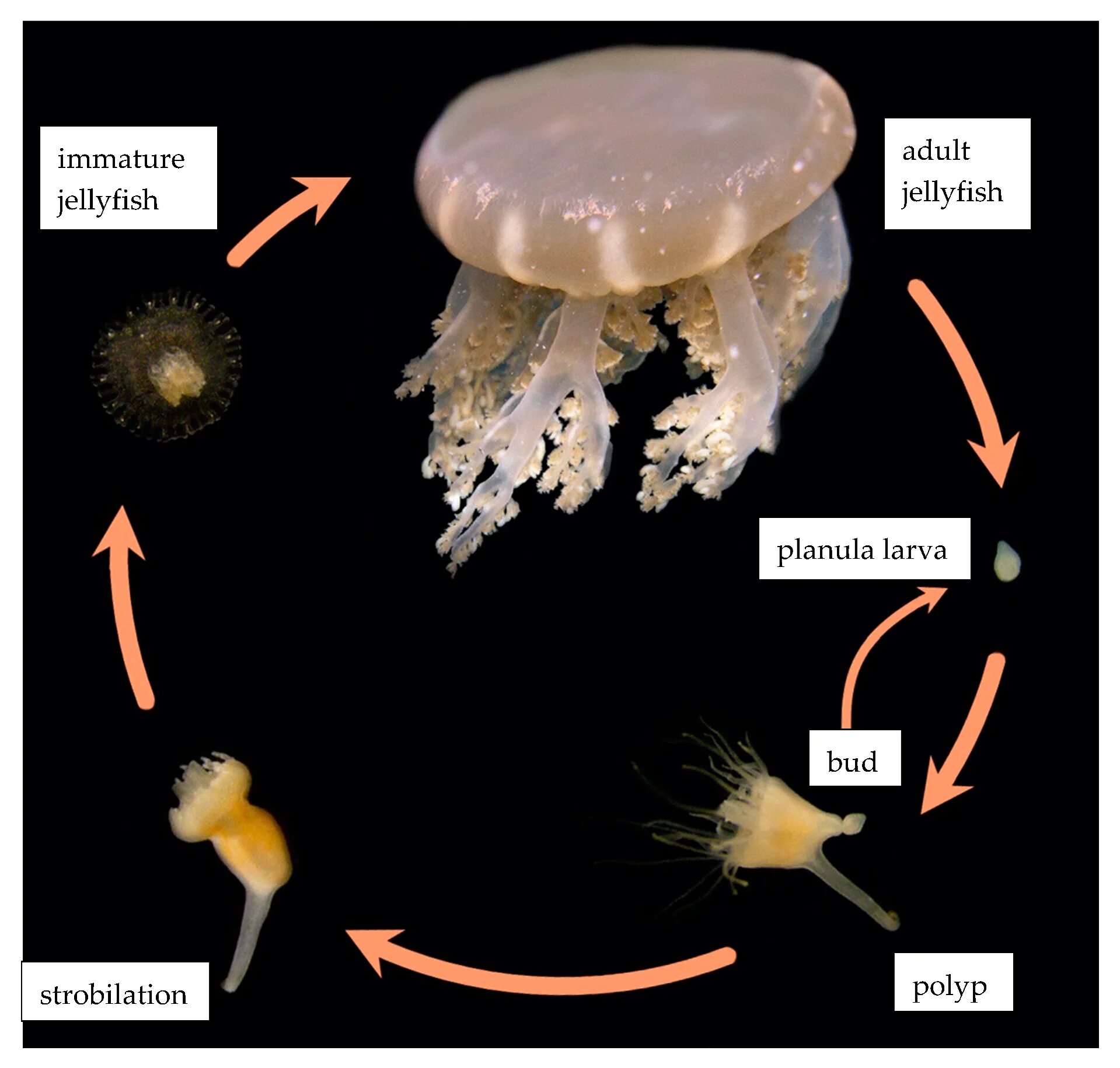 Личинка сцифоидных медуз. Жизненный цикл сцифоидной медузы Аурелии. Сцифистома медузы.
