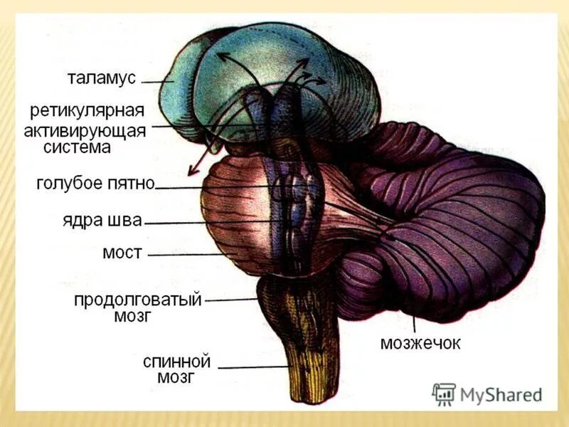 Ретикулярная формация ствола мозга. Ядра ретикулярной формации ствола мозга. Ретикулярная формация продолговатого мозга. Ретикулярная формация заднего мозга.