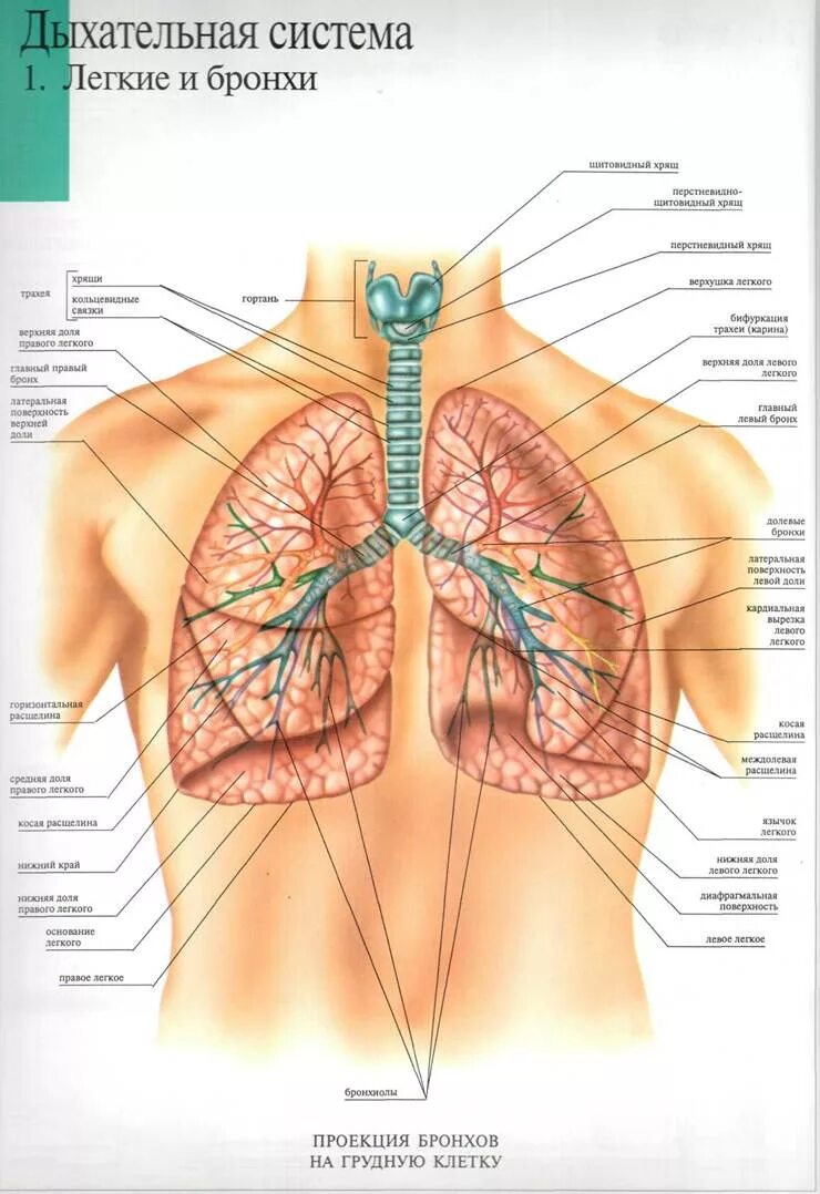 Бронхи и легкие строение. Бронхи и легкие расположение анатомия человека. Строение человека где находятся легкие спереди. Местоположение легких