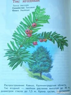 Какие деревья занесены в красную книгу
