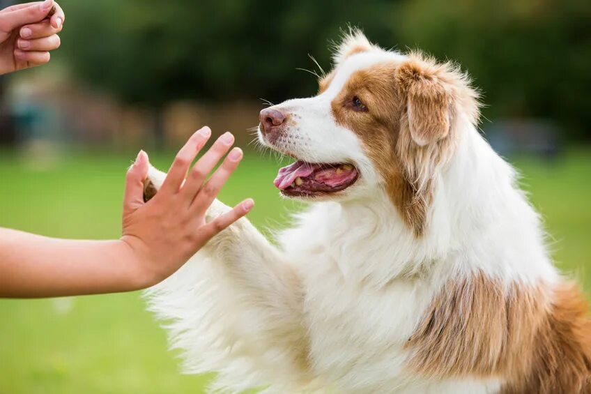 Old dog new tricks. Зоопсихолог для собаки. Соба к дает ЛААУ. Собака дает лапу. Счастливая собака.