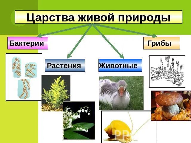 Царство животных царство растений царство грибов царство бактерий. Царство живой природы растения. Царство растений животных грибов. Разнообразие живого царства живой природы. Грибы растения животные что лишнее