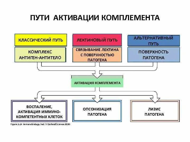 Лектиновый путь комплемента. Лектиновый путь активации комплемента иммунология. Элективный путь активации комплемента. Классический и альтернативный пути активации комплемента. Классический альтернативный и лектиновый пути активации комплемента.