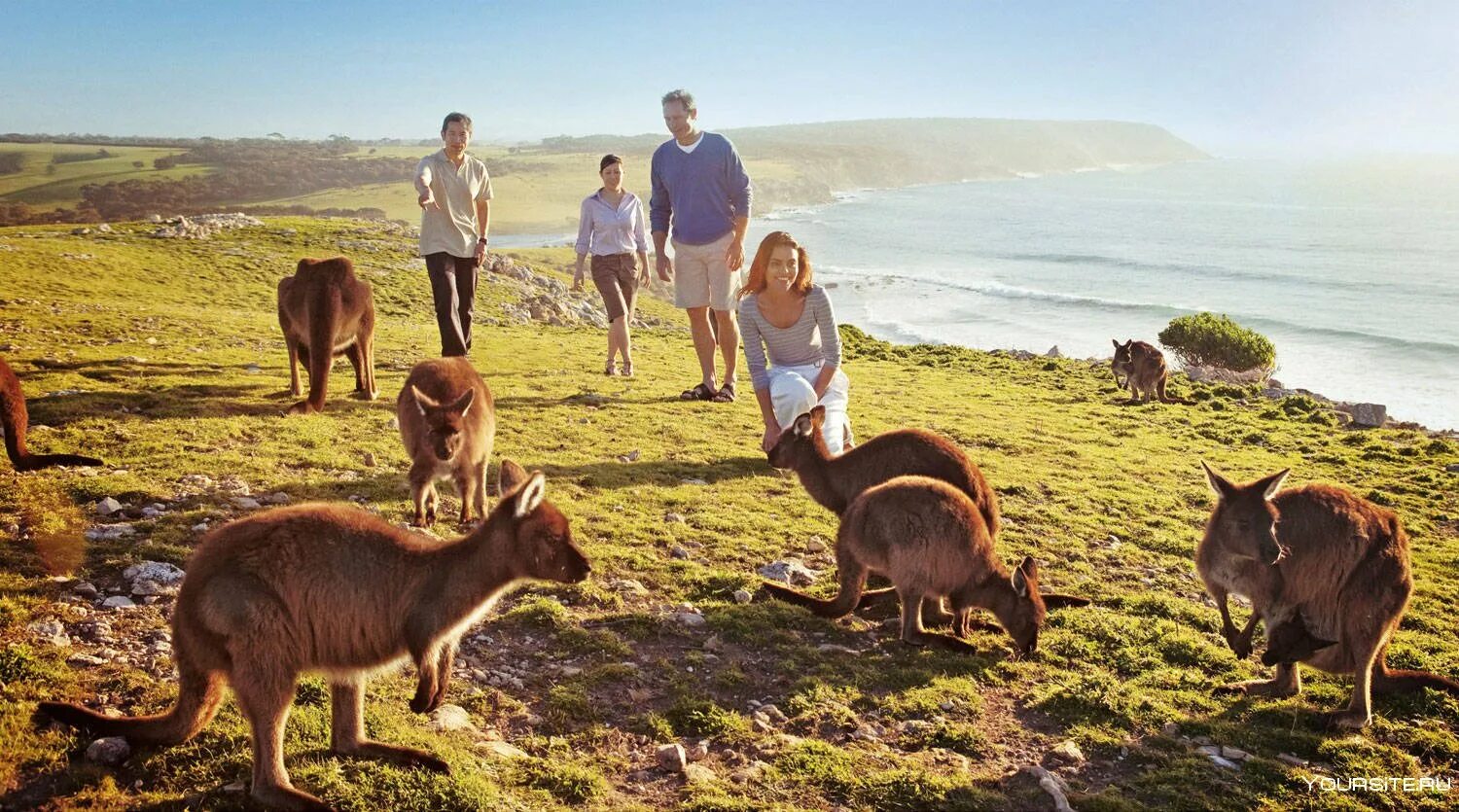 Остров кенгуру в Австралии. Остров кенгуру (Kangaroo Island). Сафари в Австралии. Австралия экскурсия сафари.