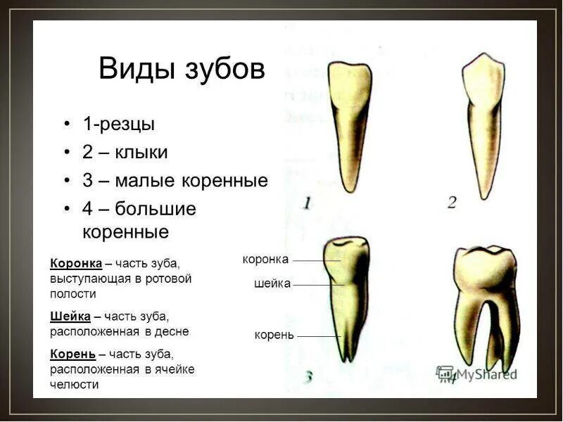 Клык сверху зубов. Зуб молочный резец вид сбоку. Резец клык малый коренной большой коренной зуб анатомия. Резцы клыки премоляры моляры анатомия. Зубы резцы клыки малые коренные большие коренные.