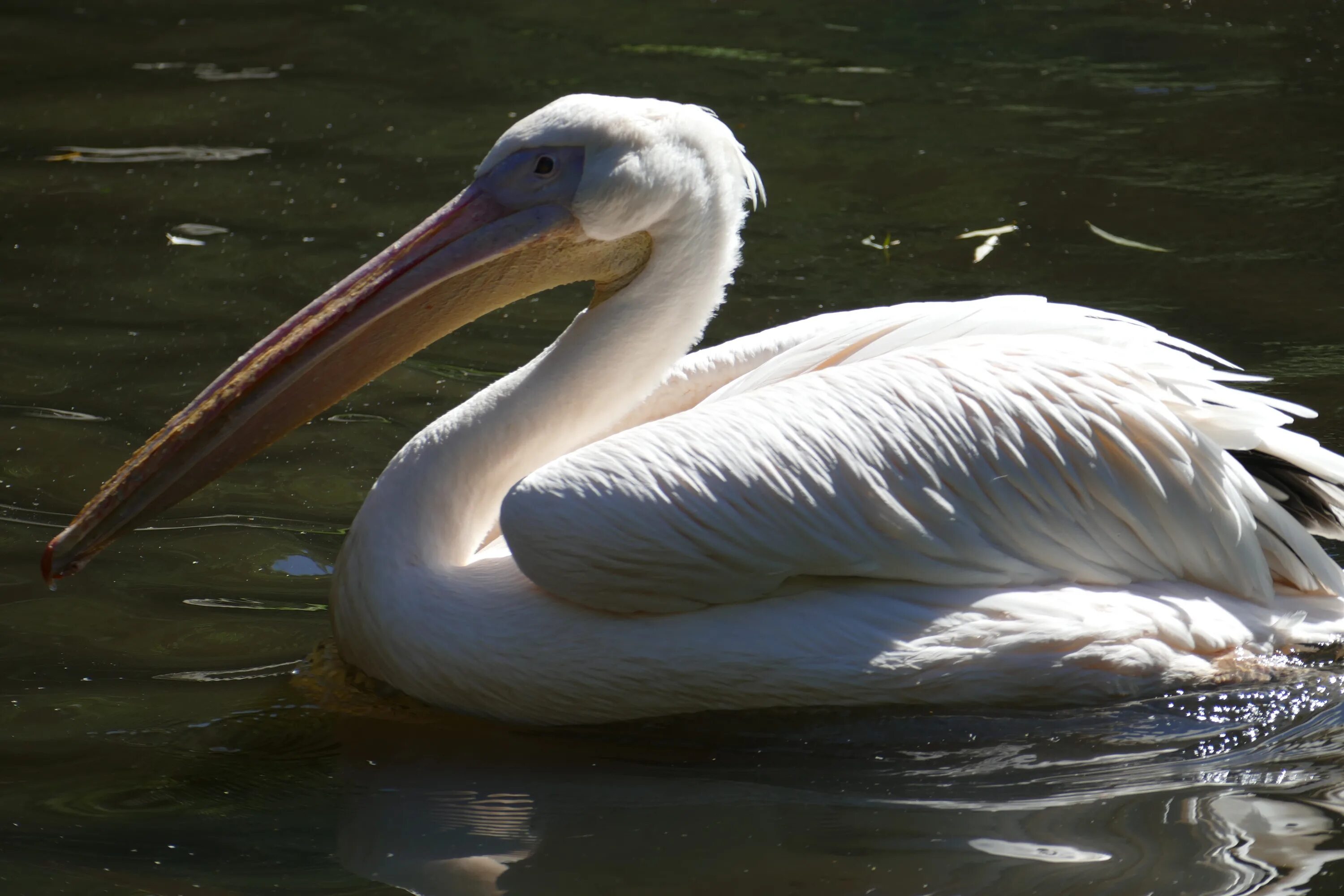 Пеликан животное. Пеликан плавает. Пеликан фото. Пеликаны на озере Эйр.