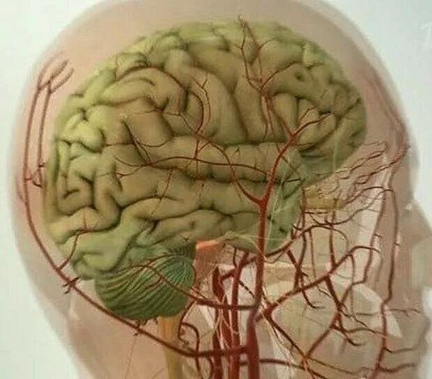 Артерии головного мозга симптомы. Патология сосудов головного мозга. Лопание сосудов головного мозга.