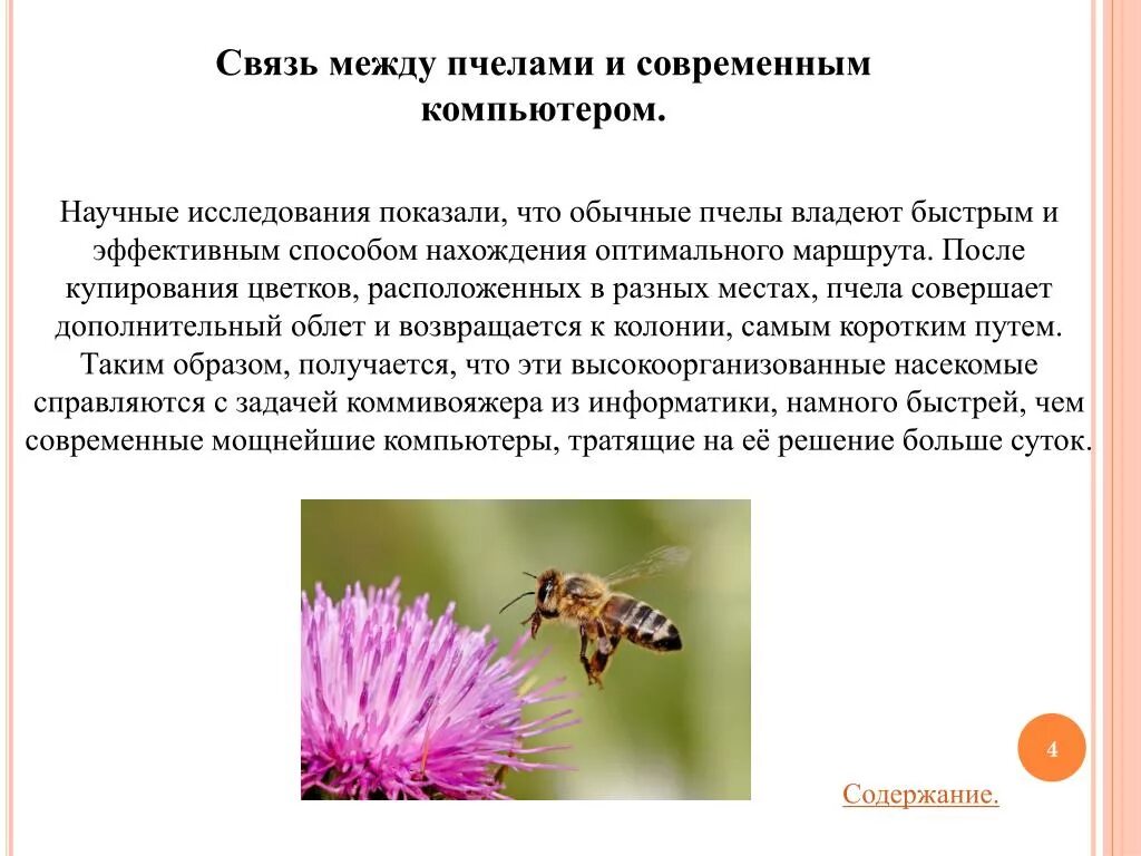 Пчелы и шмели тип взаимоотношений. Интересные факты о пчелах. Связь между цветком и пчелой. Удивительные факты о пчелах. Интересные факты о информатике презентация.