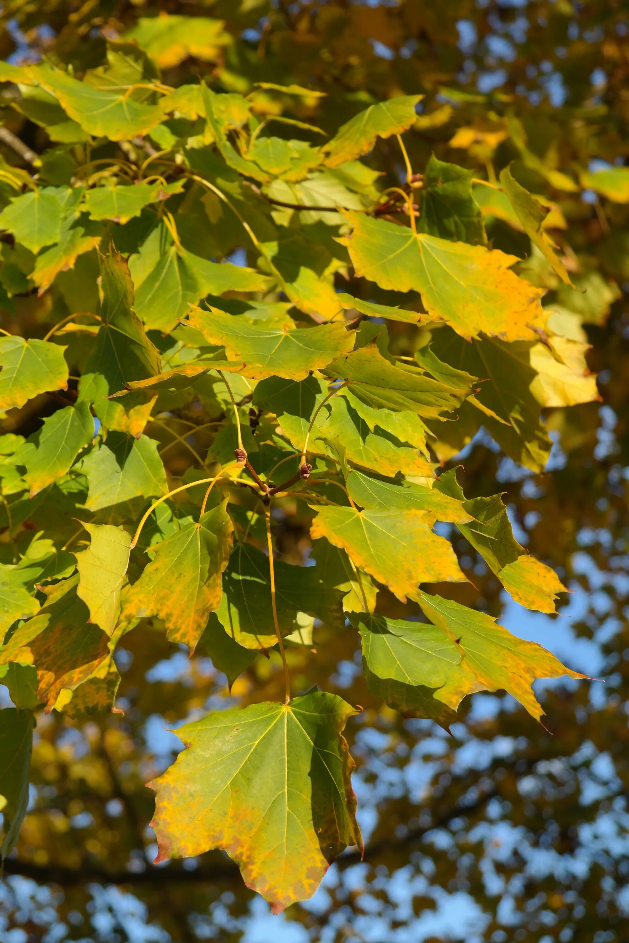 Клён остролистный. Клен остролистный (Acer platanoides). Клен платановидный лист. Клен остролистный лист. Клен русский дерево