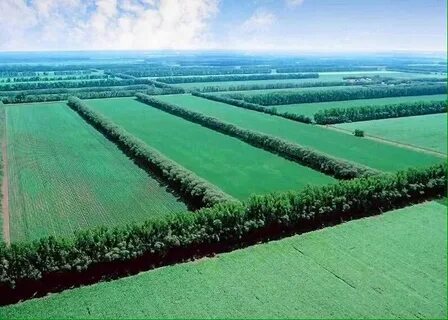 Почему урожай на полях защищенных лесополосами особенно