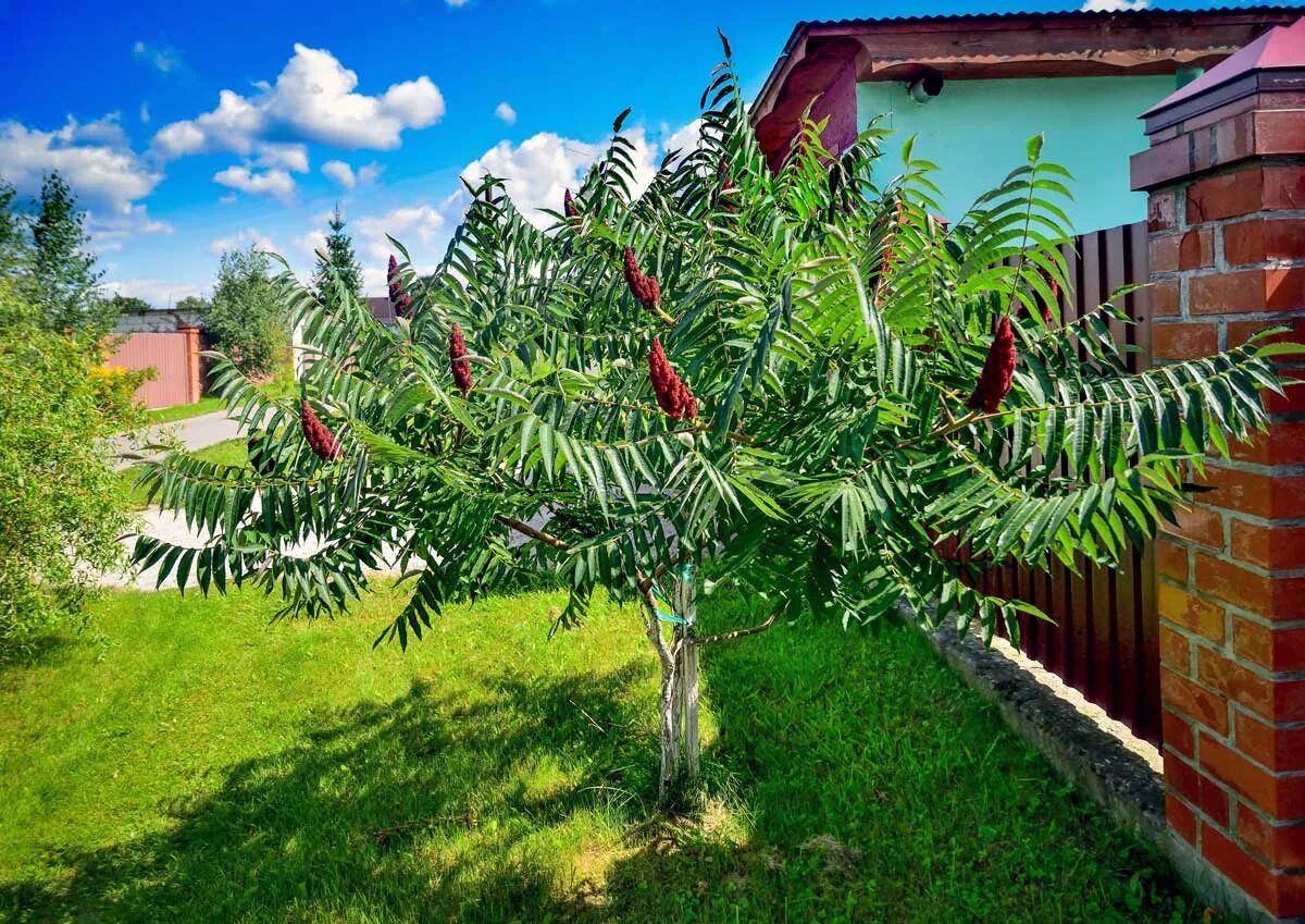 Сумах дерево купить. Сумах оленерогий уксусное. Сумах оленерогий Rhus typhina. Сумах уксусное дерево. Сумах пушистый оленерогий уксусное дерево.