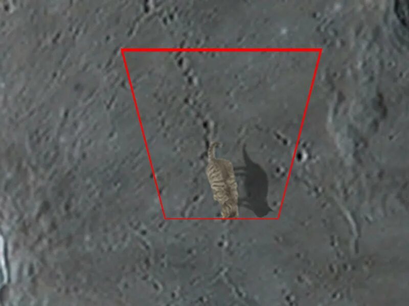 НАСА лжет. На Луне обнаружена жизнь Мем.