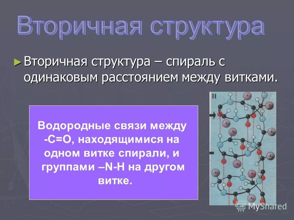 водородные связи между витками спирали. вторичная структура белка цепь аминокислот. в альфа-спирали белка водородные связи. образование водородных связей в альфа спирали. водородные связи между витками спирали.