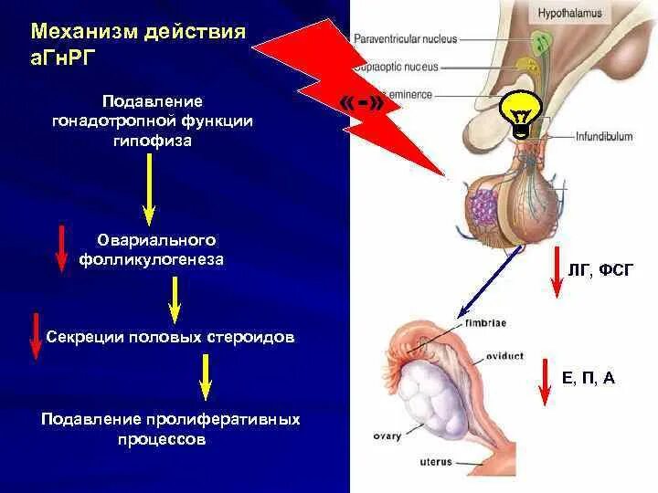 Фолликулостимулирующий гормон гипофиза. Гипофиза лютеинизирующий гормон функции. лг гормон механизм действия. механизм фсг. лютеинизирующий (лг) гормон гипофиза.