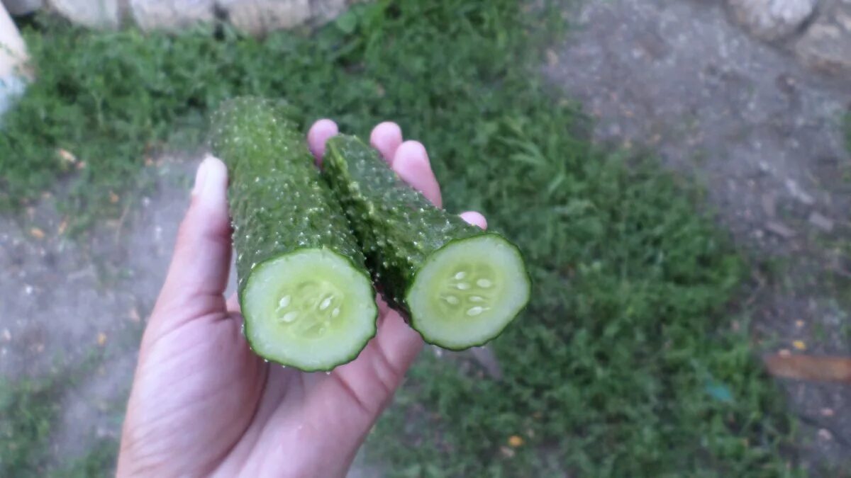 огурцы на грядке. сад огурцы. сад огурцы. огурец гектор f1 рассада. выращиваем огурцы на грядке.