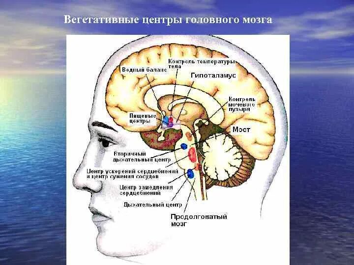 Вегетативные центры. Пищевой центр головного мозга. Высшие вегетативные центры. Высшие вегетативные центры и их функции. Пищевой центр в мозге