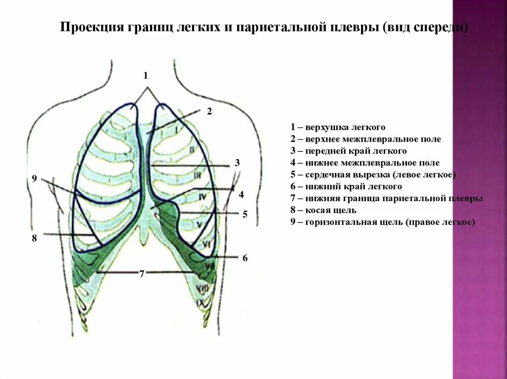 Скелетотопия границ легких. Проекция границ лёгких и плевры. Нижняя граница левого легкого