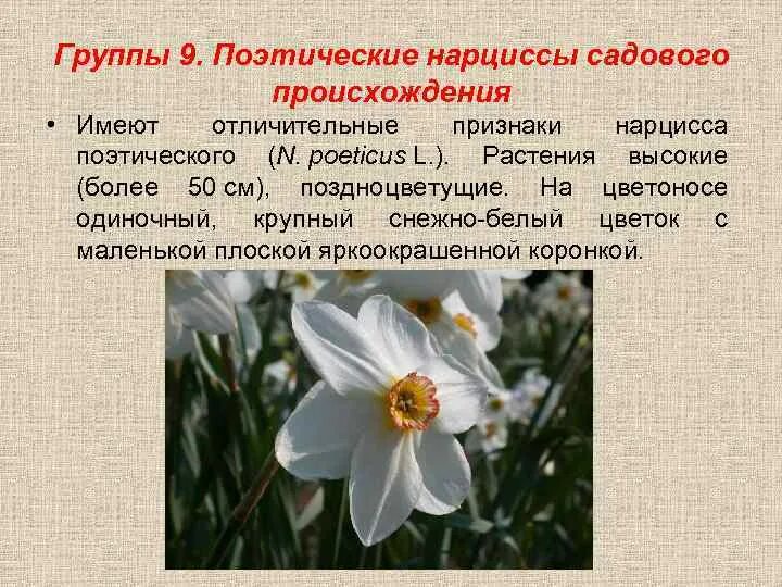 Что надо нарциссу