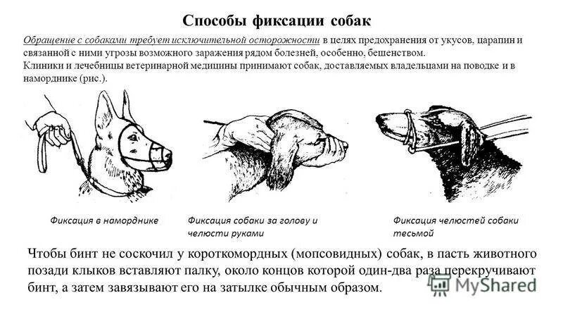 Методы фиксации собак в ветеринарии. Методы фиксации головы КРС. Методы фиксации пушных зверей. Инструменты для фиксации животных в ветеринарии.