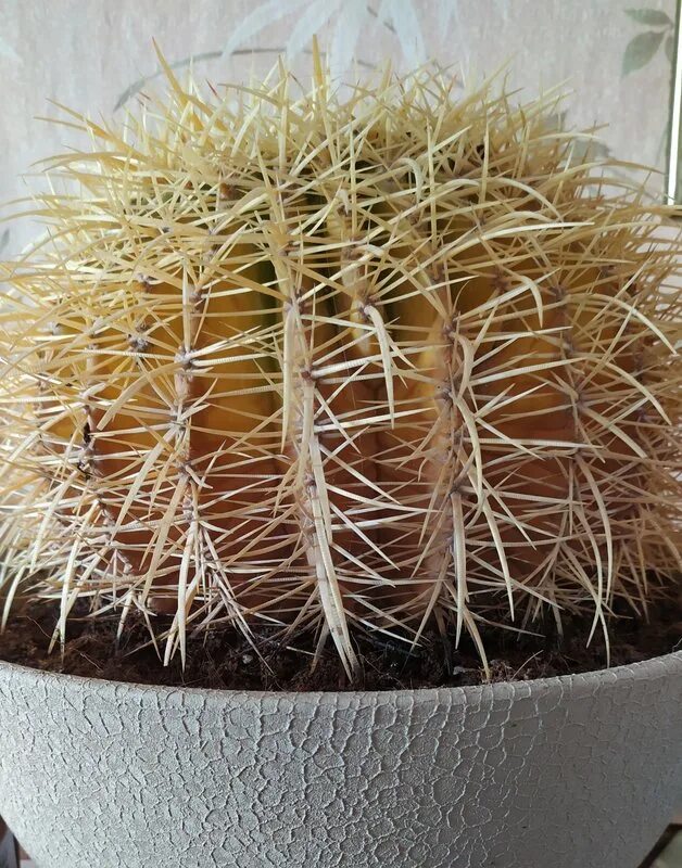 язвы на кактусе. кактус болен. маммиллярия кактус мучнистый червец. Echinocactus inermis. мучнистый червец на кактусах.