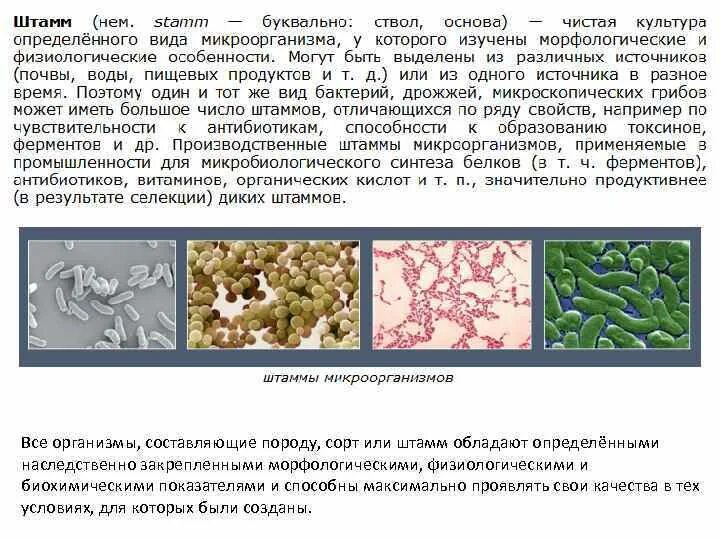 Повышение продуктивности штаммов микроорганизмов график. Схема агробактериальной трансформации. Методы выявления мутантов микробиология. Порядок этапов селекции микроорганизмов. Последовательность штамма бактерий.
