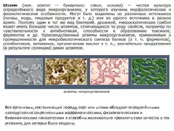Последовательность этапов создания нового штамма бактерий. Штаммы бактерий примеры. Штаммы микроорганизмов примеры. Штамм микроорганизмов это. Примеры штаммов.