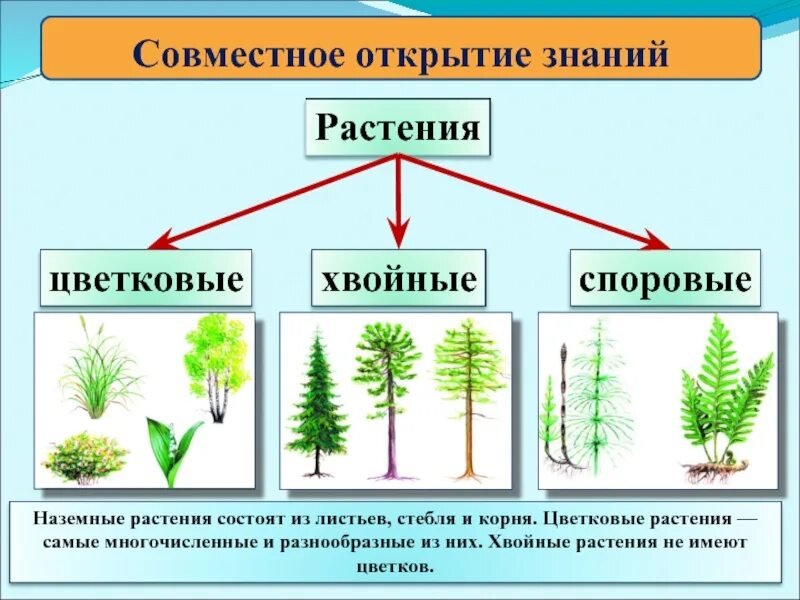 Цветковые и споровые растения. Хвойные и цветковые. Хвойные и цветковые растения. Споровые и семенные растения. Список наземных растений