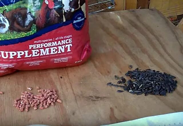 7семян для молодых кроликов. Семечки кролик. Семечки кролику. Семечки кролику. Кролик и подсолнух.