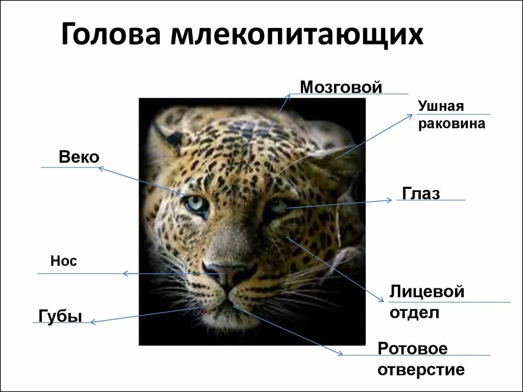 Особенности внешнего строения зверей