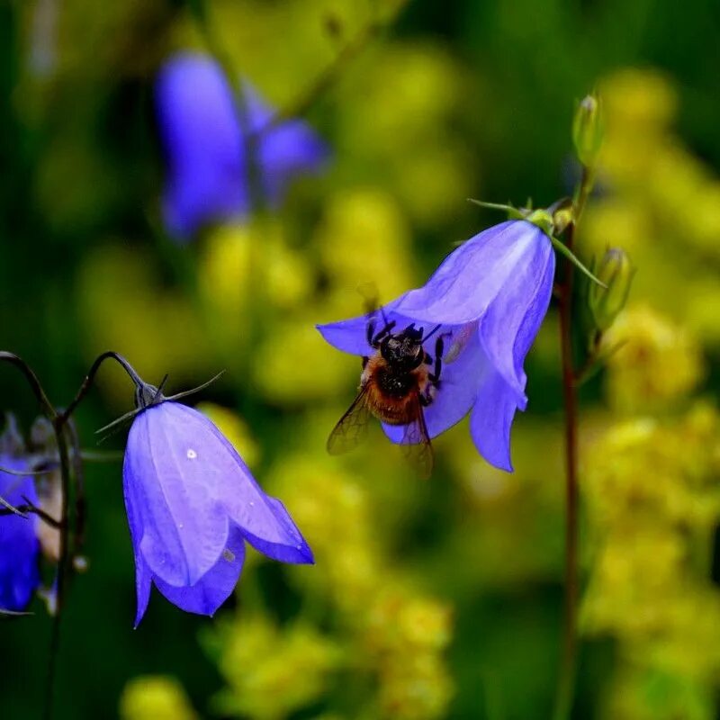 весенние колокольчики. цветок блу белл. колокольчик полевой медонос. колокольчик дернистый. колокольчики лесные полевые.