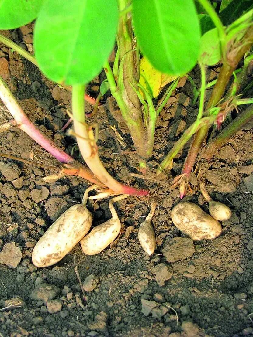 Земляной орех арахис. Земляной арахис. Земляной орех арахис. Земляной арахис. Земляной орех арахис выращивание.