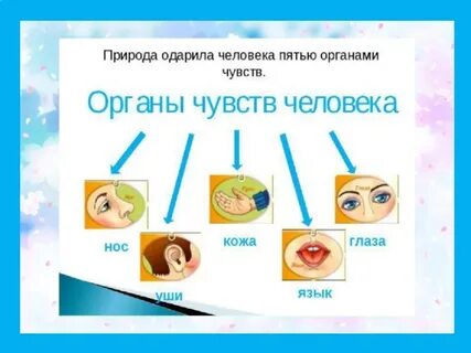 Запиши название всех органов чувств