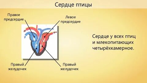 Сколько предсердий у сердца птиц
