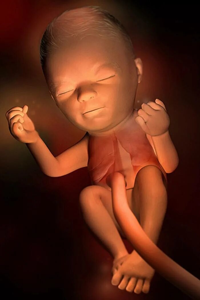 Плод на 24 неделе беременности. Беременность на десятой недели. Малыш на 24 неделе беременности. 24 неделя развития плода. Малыш на 24 неделе беременности.