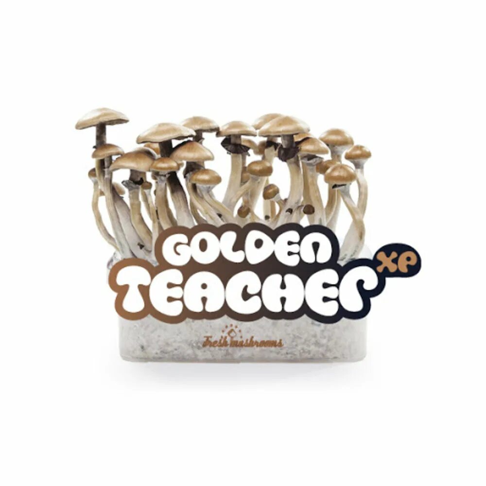 Голден тичер грибы. Голден тичер грибы. Псилоцибиновые грибы golden teacher. Кубенсис голден тичер. Magic mushrooms golden teachers.