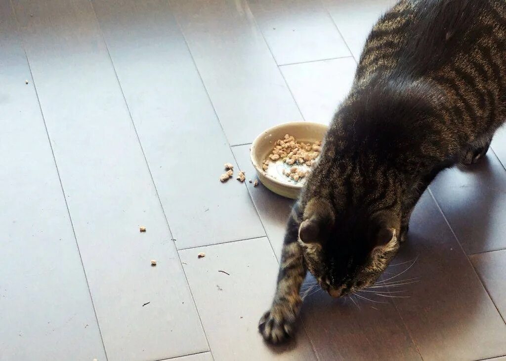 Кот опрокинул миску. Миска для кота. Миска с едой для кота. Кот лапа в миске.