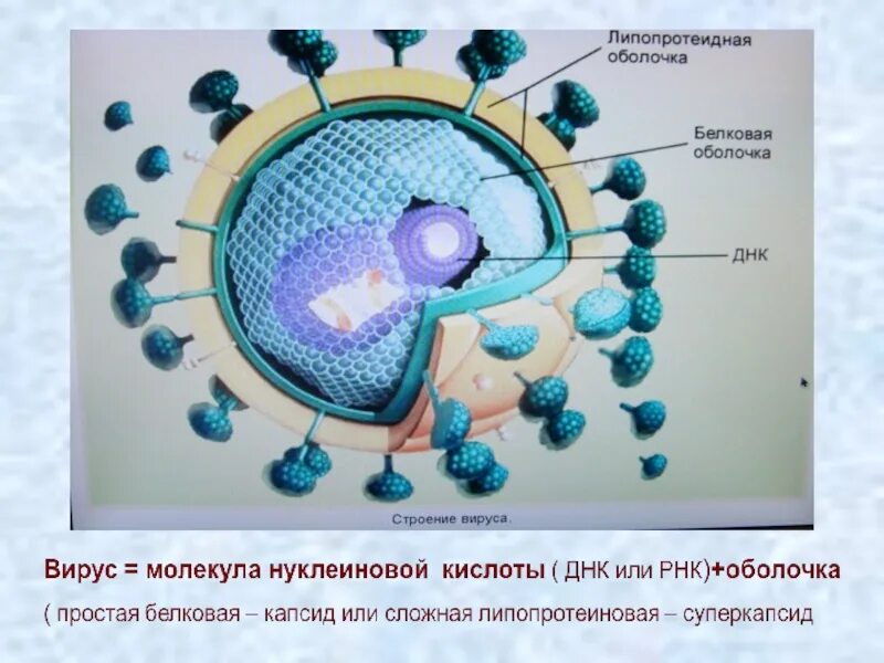 Есть ли у вирусов клетки. Строение вируса 5 класс биология. Строение вируса биология 10. Строение вируса 10 класс. Белковая оболочка вируса.