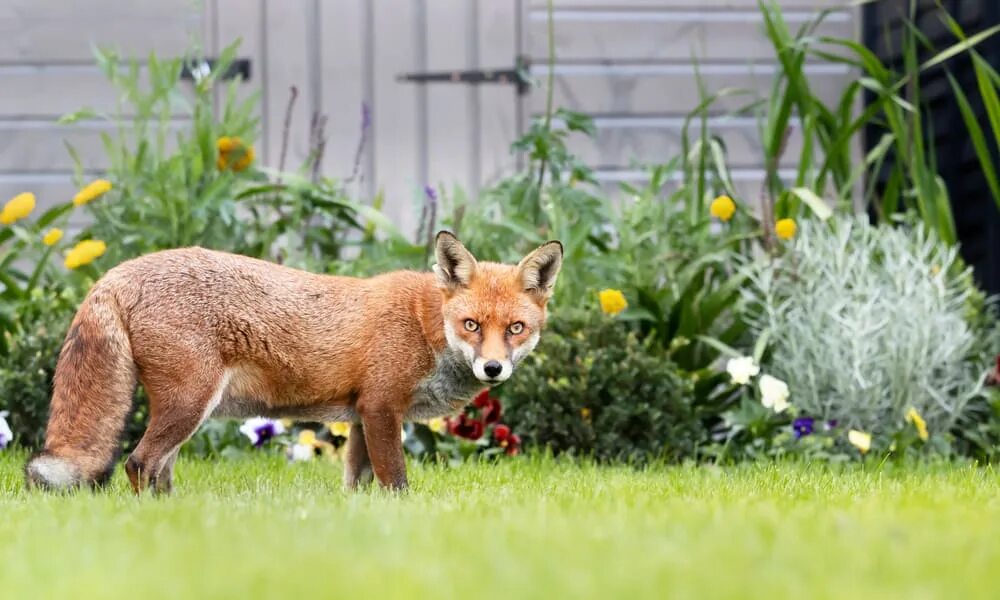 Fox Garden of banban4. Fox Pause. Foxes in United Kingdom. Fox out