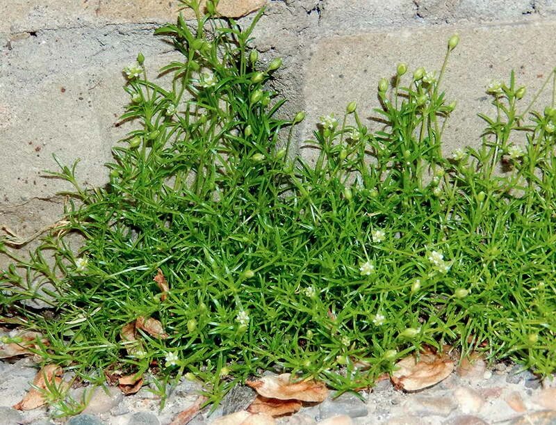 Мох сорняк. Мшанка шиловидная sagina subulata. Мшанка сорняк. Sagina procumbens. Мшанка трава лежачая.