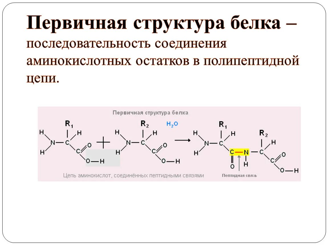 Изменение аминокислот последовательности белков. Первичная структура белка формула. Химическая формула первичной структуры белка. Первичная структура белка химия. Аминокислотная последовательность белка.