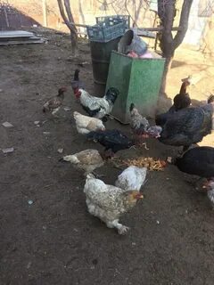 Курье лучшее