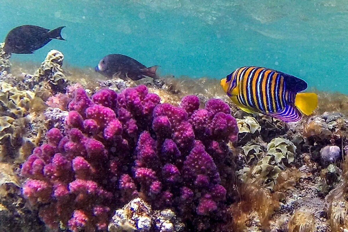 Красивые рыбы красного моря. Подводный мир египта шарм-эль-шейх. Подводный мир. Коралловый риф в шарм эль шейхе. Риф шарм-эль-шейх.